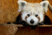 Nová krev v plzeňské zoo: Začínají pandí námluvy