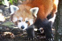 Panda na útěku z plzeňské zoo: Uprchlíka viděli v lese u zahrady, slibují odměnu