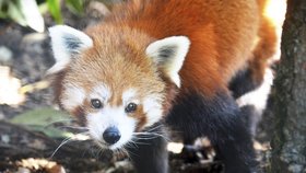 Panda červená uprchla z plzeňské zoo.