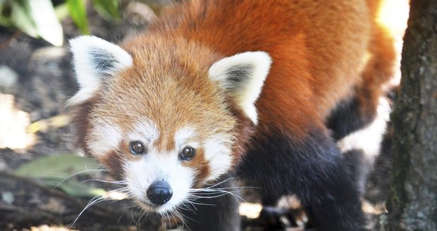 Panda červená uprchla z plzeňské zoo.