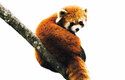 V přírodě dnes žije posledních asi 10 tisíc červených pand, z toho přibližně 500 až 1000 v Nepálu