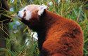 Svou „bambusovou“ dietu doplňuje panda ptačími mláďaty, vajíčky, ještěrkami a larvami hmyzu