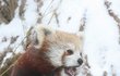 Široké osrstěné tlapy pandy červené neomrznou a do sněhu se jen tak nezaboří.