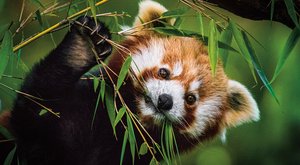 Výzkum přes satelit: Proč pandy červené mění své zvyky