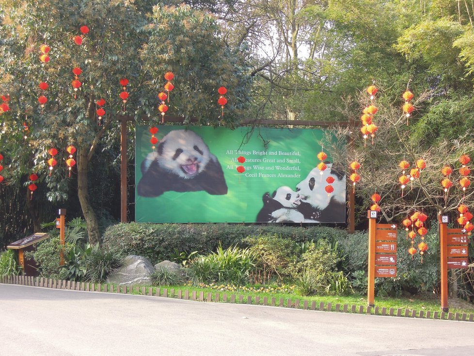 Pandy jsou v Čcheng-tu na každém rohu.
