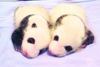 Čína slaví: Narodila se pandí dvojčátka!