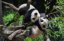 Šílenství v Japonsku: Pandy jen pro 1080 šťastlivců!