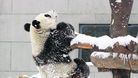 Pandy se k sobě měly už od raného dětství v Číně