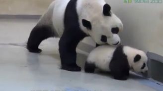 Nejdojemnější rodina: Panda a její mládě