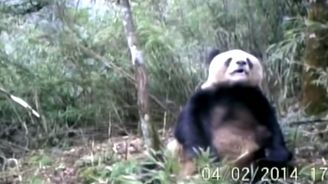 Masturbující panda. I to zachytí kamery Světového fondu na ochranu přírody