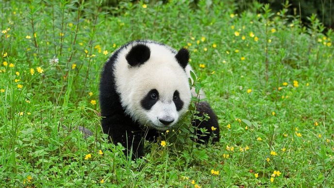 Panda velká - ilustrační snímek