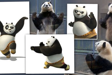 Dívejte na ty chvaty: Tohle je skutečná Kung Fu Panda!