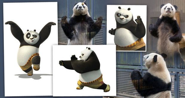 Dívejte na ty chvaty: Tohle je skutečná Kung Fu Panda!