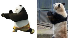Že by se pandí samec inspiroval filmovou postavou?