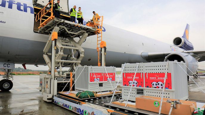 Speciální let společnosti Lufthansa přivezl do Německa pandí pár.