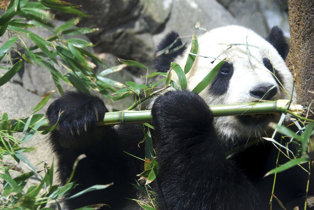 Bambus je pro pandy životně důležitý, protože ničím jiným se neživí