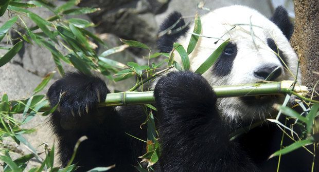 Zachráněné pandy? Malé vítězství a nejistá budoucnost