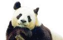 Panda velká je symbolem všech ohrožených zvířat