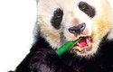 Panda velká je symbolem všech ohrožených zvířat