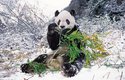 Panda velká je symbolem všech ohrožených zvířat