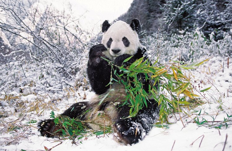 Panda velká je symbolem všech ohrožených zvířat