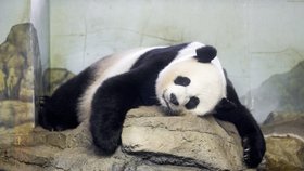 Spící Mej Siang ve vnitřní expozici washingtonské ZOO.