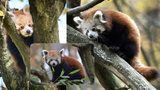 Chovatelský úspěch v Zoo Zlín: Kuk, já jsem pandí kluk...