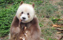 Záhada z čínské zoo, kterou ještě nikdo nerozkryl...Jediná panda světa s hnědým kožichem