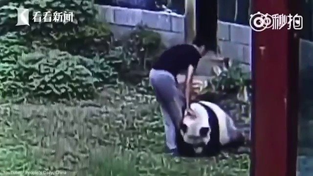 Panda rozkousala muži kalhoty.