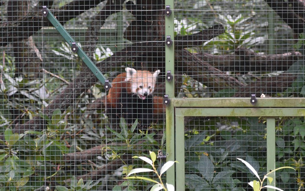 Pandí samec Nepál zpět v plzeňské zoo.