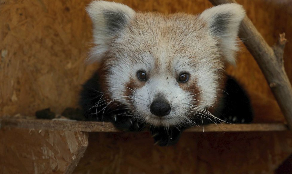 Pandí samec Nepál je zpět v zoo.