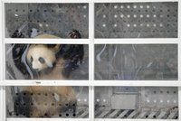 Pandy letí do Berlína: Čína je v rámci „pandí diplomacie“ půjčila na 15 let