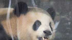 Dvě pandy velké byly letecky přepraveny do Berlína, kde se stanou atrakcí místní zoologické zahrady, v Německu zcela ojedinělou.