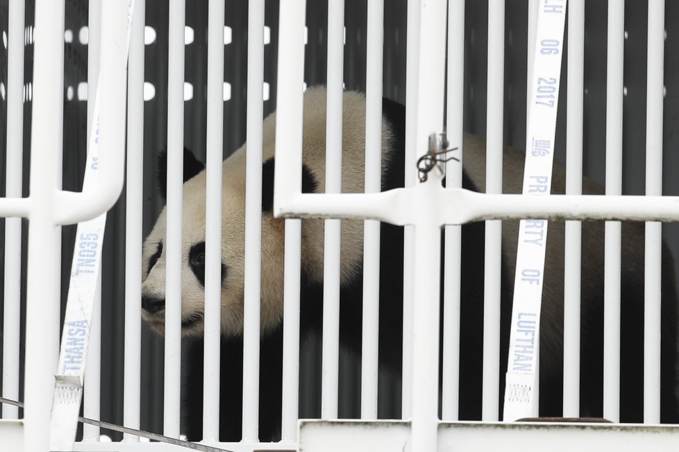 Dvě pandy velké byly letecky přepraveny do Berlína, kde se stanou atrakcí místní zoologické zahrady, v Německu zcela ojedinělou.