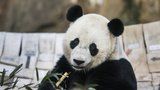 Tisíce lidí v Číně se musí přestěhovat. Je potřeba uvolnit místo pro pandy