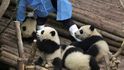 Čína chce vystěhovat 200.000 lidí, aby uvolnila prostor pro pandy