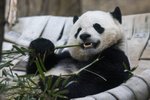 Berlínská panda děsila chovatele: Po výběhu chodila pozpátku, už se ví proč (ilustrační foto).