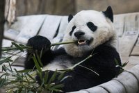 Berlínská panda děsila chovatele: Po výběhu chodila pozpátku, už se ví proč