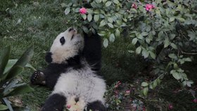 Čína chce vystěhovat 200 000 lidí, aby uvolnila prostor pro pandy.