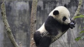 Čína chce vystěhovat 200 000 lidí, aby uvolnila prostor pro pandy.