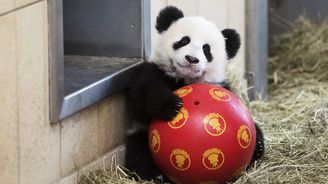 Čína vystěhuje 200 tisíc lidí z domovů. Vybuduje rezervaci pro pandy velké 