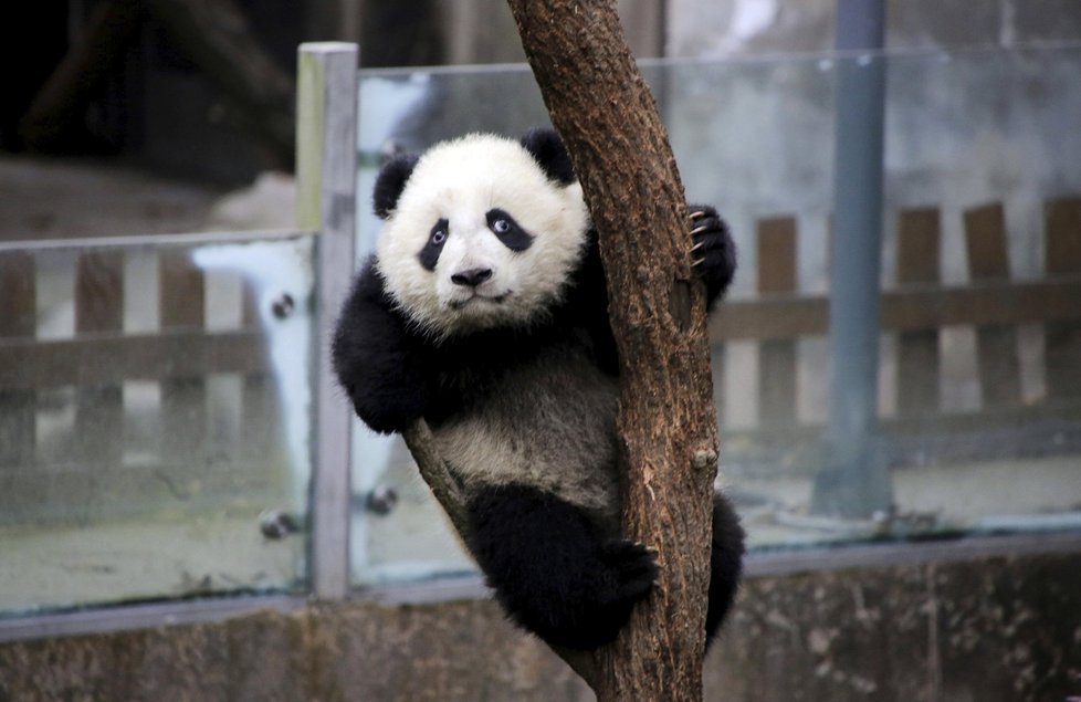 Čína chce vystěhovat 200.000 lidí, aby uvolnila prostor pro pandy.