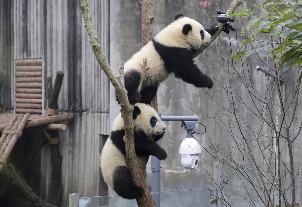 Čína chce vystěhovat 200.000 lidí, aby uvolnila prostor pro pandy.