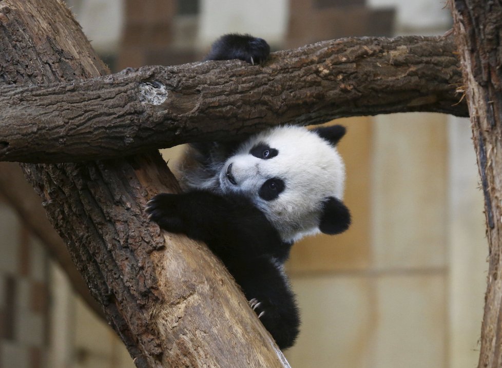 Čína chce vystěhovat 200.000 lidí, aby uvolnila prostor pro pandy