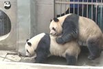 Že je panda velká nespolečenský tvor? Opak je pravdou.