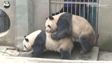 Rekord překonán: Pandy velké se v Číně pářily přes 18 minut!