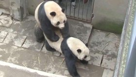 Lu Lu ale není jediný opravdový pandí „samec“.