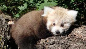 V plzeňské zoologické zahradě se po třinácti letech chovu narodilo první mládě pandy červené.