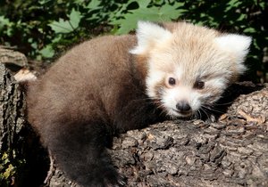 V plzeňské zoologické zahradě se po třinácti letech chovu narodilo první mládě pandy červené.