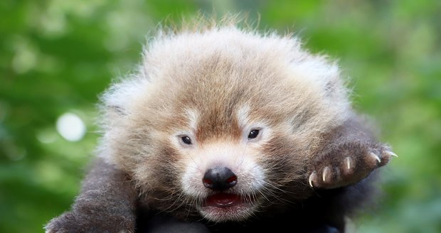 V plzeňské zoologické zahradě se po třinácti letech chovu narodilo první mládě pandy červené.